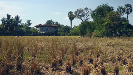 Vista-de-la-distancia-a-los-agricultores-cultivos-de-arroz,-utilizando-una-hoz