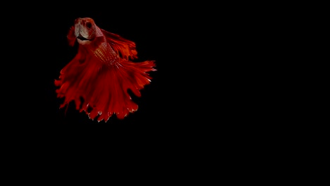 Super-slow-motion-of-RED-Siamese-fighting-fish-(Betta-splendens),-well-known-name-is-Plakat-Thai