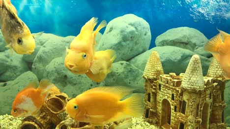 many-floating-yellow-parrot-fish-in-the-aquarium