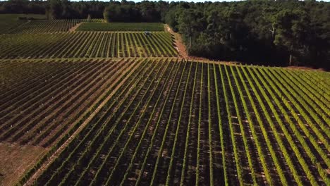 Máquina-cosecha-uva,-vista-aérea-del-país-del-vino-cosecha-de-la-uva-con-la-máquina-segador,-zángano-de-la-vista-del-paisaje-de-viñedos-de-Bordeaux,-Francia