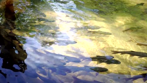 Fishs-Fluß-im-Teich-Wasserfall-Natur-Hintergrund.