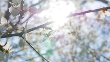 Close-up-shot-of-sakura-tree-blossom