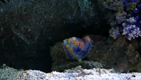 Sea-slug-en-el-tanque-de-agua.