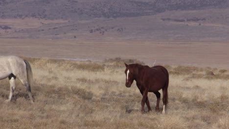 Wilde-Pferde-in-der-Wüste-von-Utah