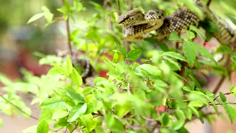 shore-pit-viper-on-the-tree