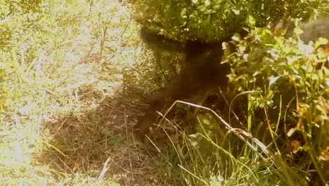 POV-gray-little-cat-hiding-from-a-dog-in-a-bush-of-blueberries-in-the-forest,-close-up