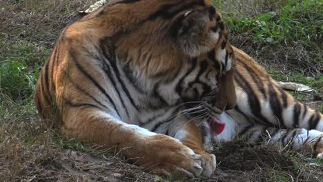 El-tigre-siberiano-está-descansando