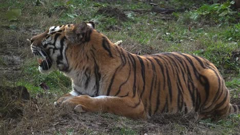 El-tigre-siberiano-está-descansando