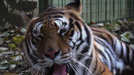 The-Siberian-tiger-is-resting