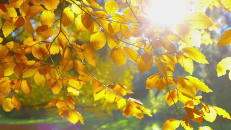 Herbstimpressionen---kippen,-Kamera,-sehr-geringer-Tiefe-aus-Feld,-Verlagerung-des-Schwerpunkts