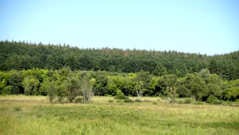 Bosque-de-pinos.