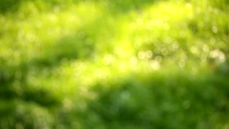 Beautiful-low-field-grass,-long-macro-defocused-shot,-green-plant-blowing-on-the-wind-with-depth-of-field,-spring-meadow,-with-the-sun-shining.-Perfect-for-film,-digital-composition,-background