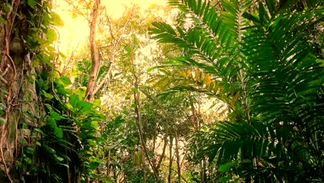 Viajar-a-través-de-las-rocas-de-la-selva-en-resplandor-de-sol