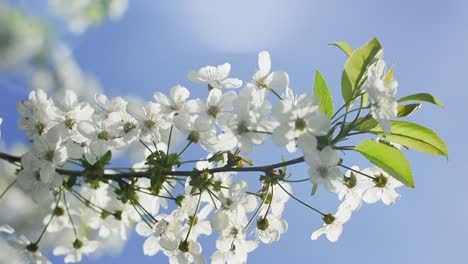 Rama-floreciente-de-la-cereza-con-la-llamarada-de-la-lente-es-balanceándose-sobre-fondo-de-cielo-azul