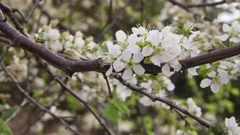 flores-de-ciruela-blancas-movidos-por-el-viento-en-primavera