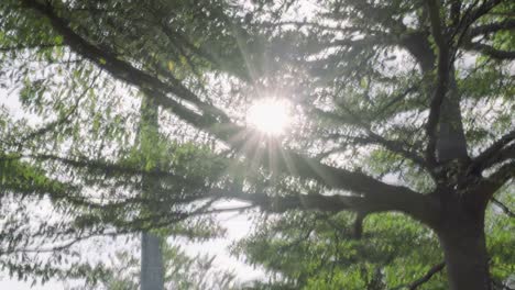 Sun-Ray-Flare-backward-the-tree