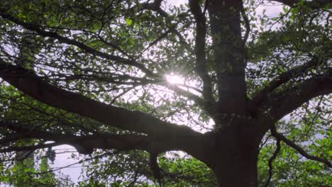 Sun-Ray-Flare-hacia-atrás-el-árbol