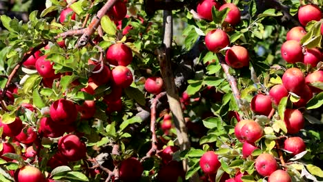 Rote-Äpfel-in-einem-Baum