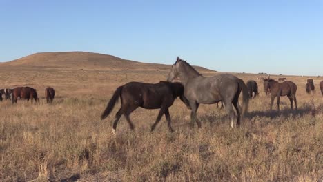 Wild-Horse-Hengste-Sparring