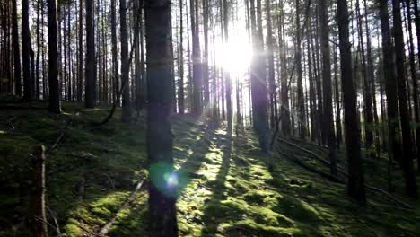 Moving-uphill-in-deep-pine-spruce-forest-opposite-the-sun-POV-Shot