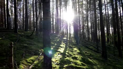 Bergauf-bewegt-sich-in-tief-Kiefern-Fichten-Wald-gegenüber-der-Sonne-POV-Shot