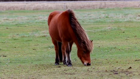 Young-horse-grazing-and-chewing-on-meadow-closeup