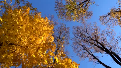 rotating-maple-trees-with-falling-leaves,-high-angle-view