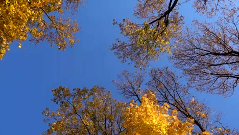 rotating-maple-trees-with-falling-leaves,-high-angle-view