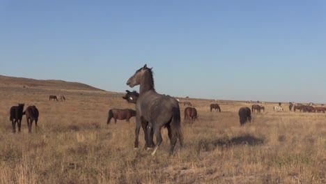 Wild-Horses-Sparring