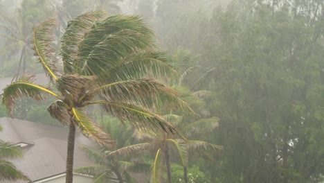 Cerca-de-la-palmera-durante-Tormenta-Tropical