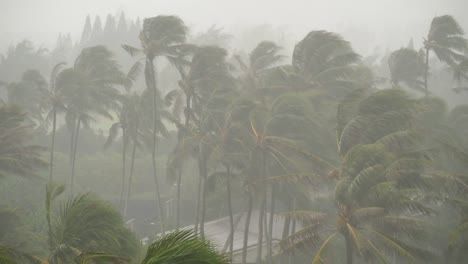 Starker-Regen-und-Wind-auf-der-tropischen-Insel-Sturm