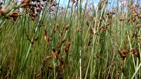 grass-slow-motion