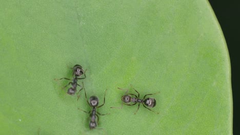 ants-on-the-green-leaf