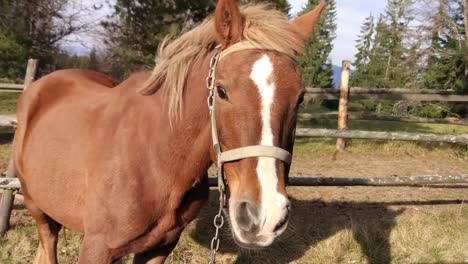 Horse-in-the-mountains