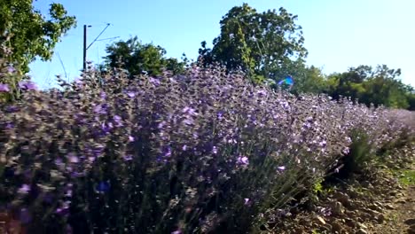 Walking-in-a-lavender-field-on-a-sunny-day