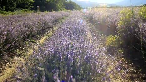 Walking-in-a-lavender-field-on-a-sunny-day