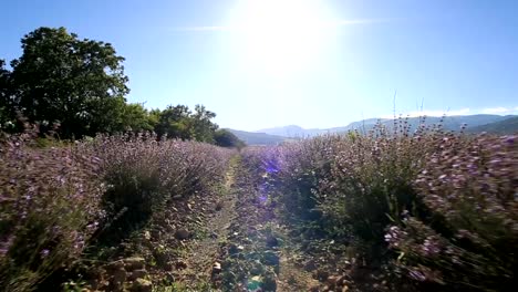 Fuß-in-ein-Lavendelfeld-an-einem-sonnigen-Tag