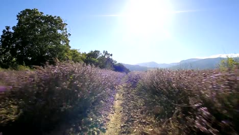 Walking-in-a-lavender-field-on-a-sunny-day