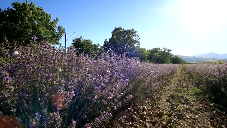 Caminando-en-un-campo-de-lavanda-en-un-día-soleado