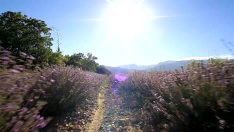 Fuß-in-ein-Lavendelfeld-an-einem-sonnigen-Tag