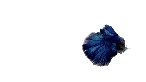 Super-lenta-de-vibrante-pez-luchador-de-Siam-(Betta-splendens),-bien-conocido-nombre-es-Plakat-tailandés