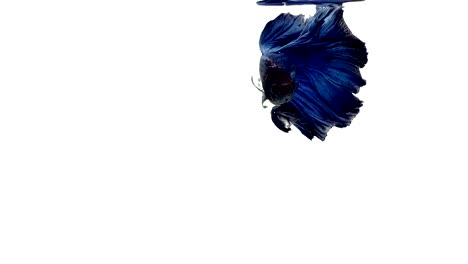 Super-slow-motion-of-vibrant-Siamese-fighting-fish-(Betta-splendens),-well-known-name-is-Plakat-Thai