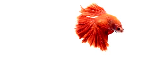 Super-Slow-Motion-der-pulsierenden-siamesische-Kampffische-(Betta-Splendens),-Name-bekannt-ist-Thai,-Plakat