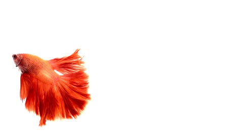 Super-lenta-de-vibrante-pez-luchador-de-Siam-(Betta-splendens),-bien-conocido-nombre-es-Plakat-tailandés