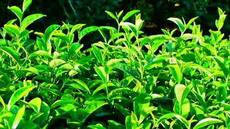 Woman-picking-green-tea-leaves-on-plantation-in-Chiang-Rai-Province-in-Northern-Thailand.