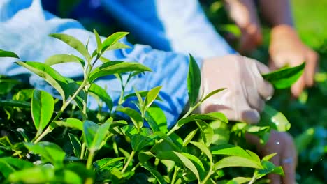 Frau-grüner-Tee-pflücken-lässt-auf-Plantagen-in-der-Provinz-Chiang-Rai-in-Nordthailand.