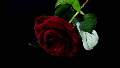 The-falling-rose-on-a-black-background.-Slow-motion.