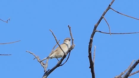 Vogel-auf-Zweig-im-tropischen-Regenwald.