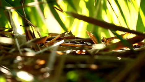 Bamboo--leaves-with-sunlight-in-Chiangmai-Thailand