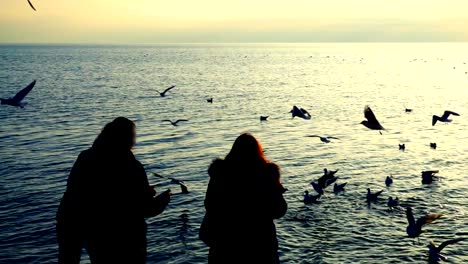 Personas-alimentan-las-gaviotas-en-la-orilla-del-mar.-Cámara-lenta.